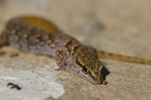 Banded Toed Gecko
