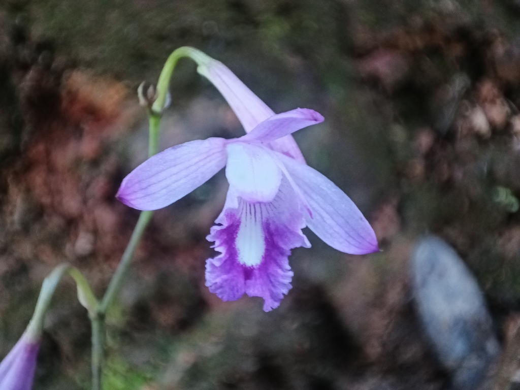 Bletia nelsonii