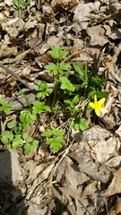 Ranunculus hispidus