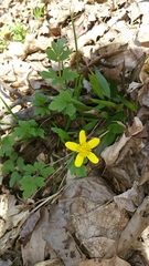 Ranunculus hispidus