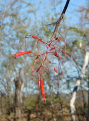 Fouquieria macdougalii