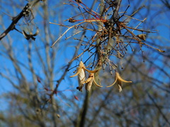 Fouquieria macdougalii