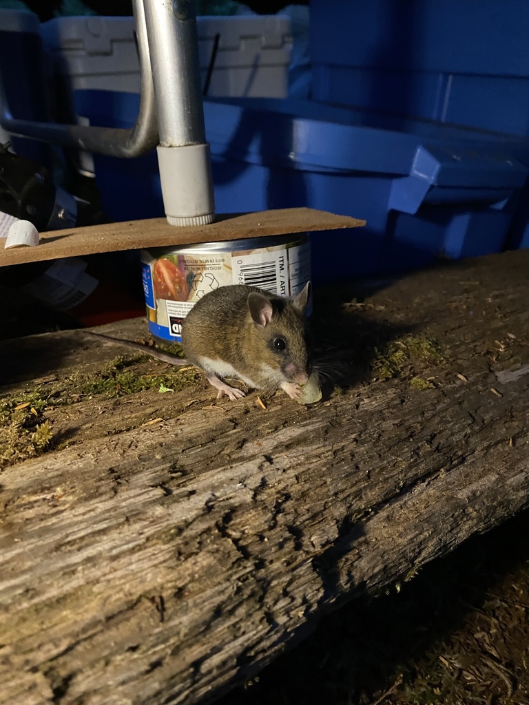 Northwestern Deermouse