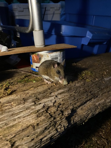 Northwestern Deermouse