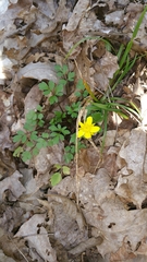 Ranunculus hispidus