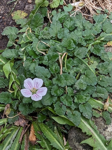 Image of Alpine-Geranium (Erodium reichardii) by no rights reserved