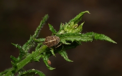 Oncocoris geniculatus