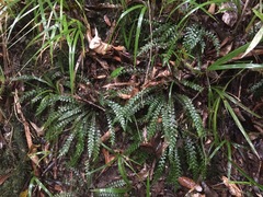Blechnum membranaceum
