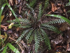 Blechnum membranaceum