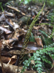 Blechnum membranaceum
