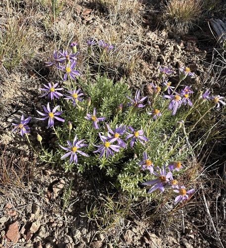 Image of Ionactis alpina by (c) Matt Berger, some rights reserved (CC BY)