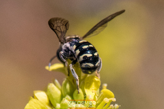 Dianthidium
