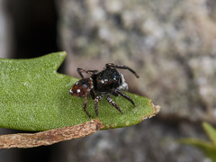 Attulus mirandus