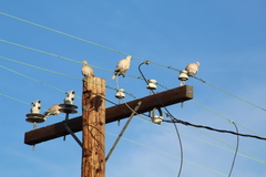 Streptopelia decaocto