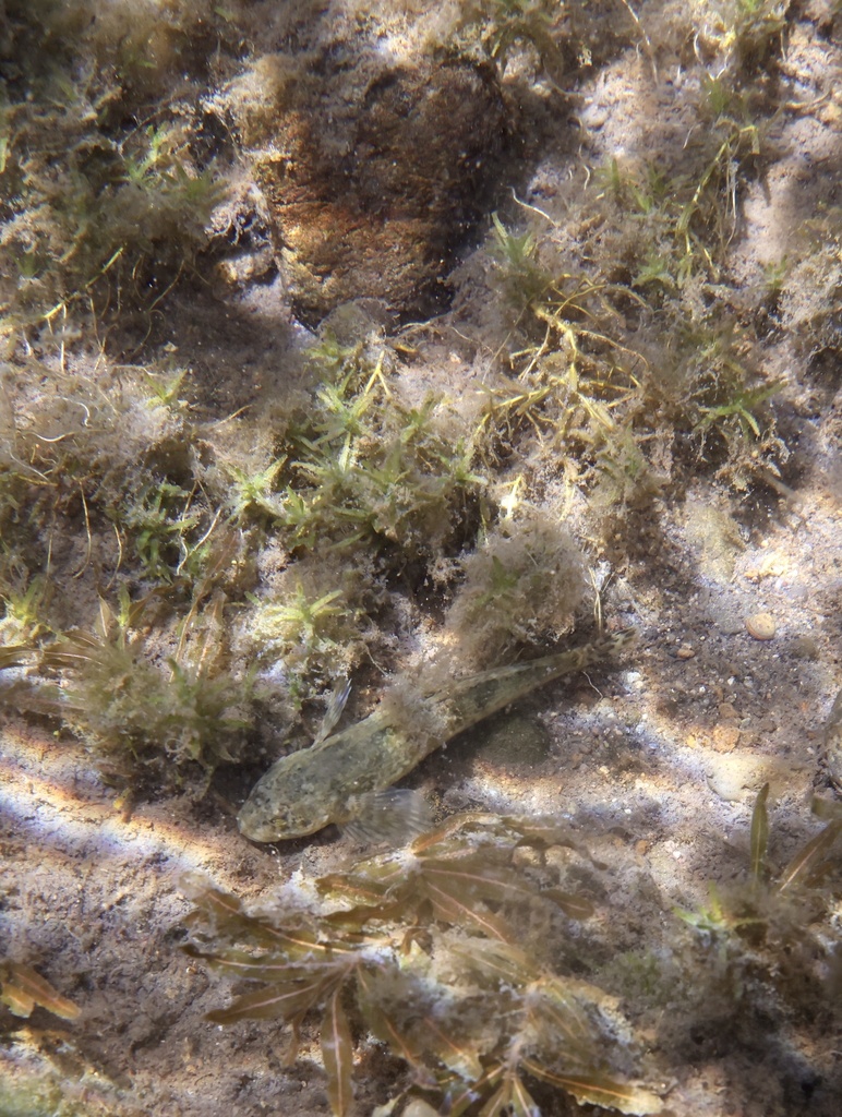 Klamath Lake Sculpin