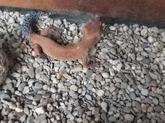 Eublepharis macularius