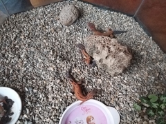 Eublepharis macularius