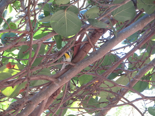 Setophaga dominica image