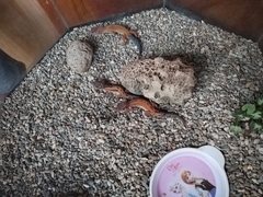 Eublepharis macularius