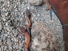 Eublepharis macularius