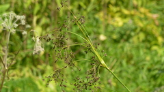 Scirpus radicans