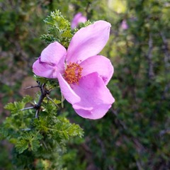 Rosa minutifolia