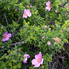 Rosa minutifolia