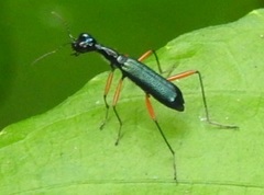 Neocollyris