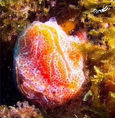 Aplidium elegans