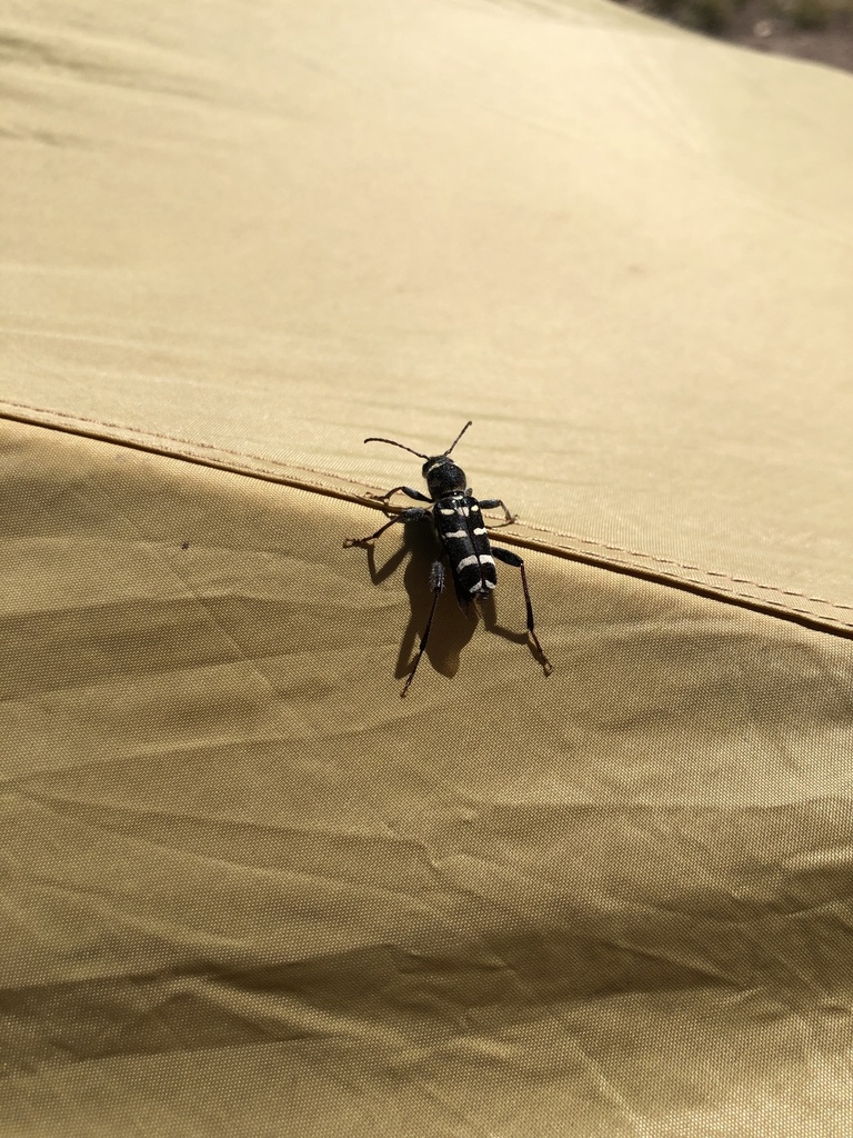 Xylotrechus robustus