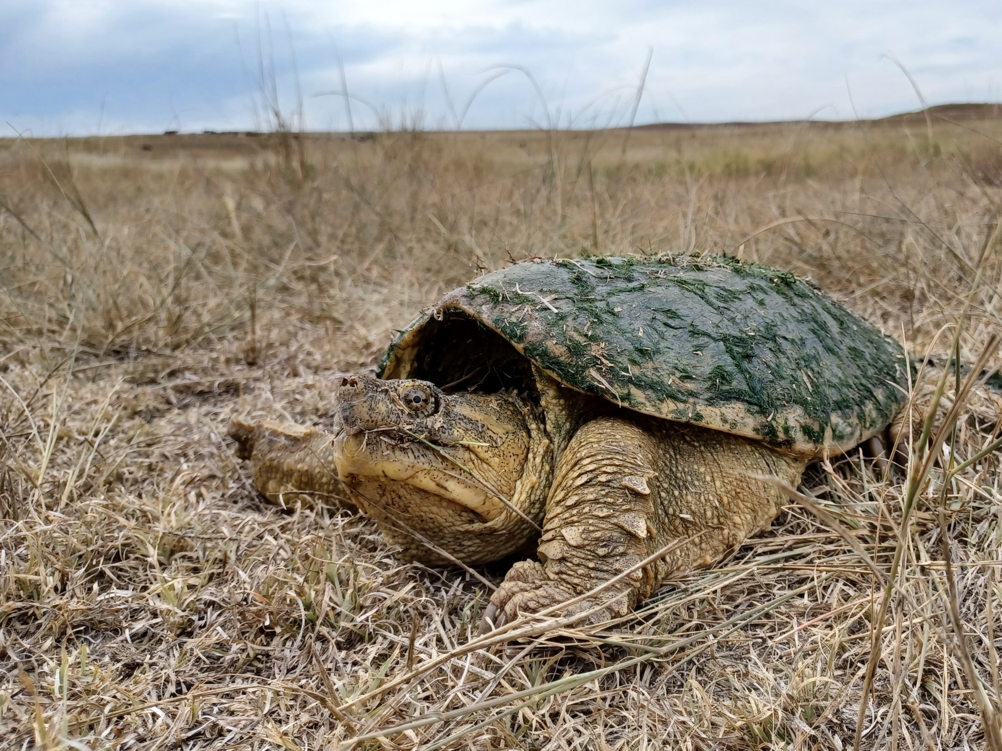 Photograph of Chelydra serpentina