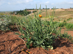 Glaucium corniculatum
