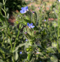 Anchusa arvensis