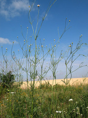 Cephalaria transsylvanica