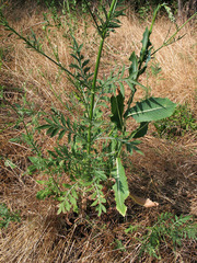 Cephalaria transsylvanica
