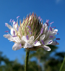 Cephalaria transsylvanica