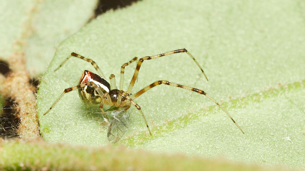 Pyramidal Theridion