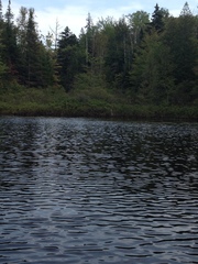 Ardea herodias herodias