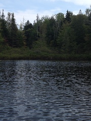 Ardea herodias herodias