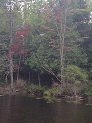 Ardea herodias herodias