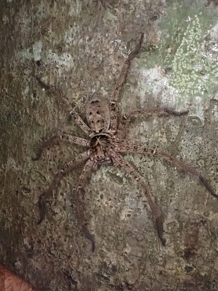 Jungle Huntsman Spider from Sunshine Coast QLD, Australia on September ...