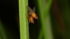 Dichaetomyia