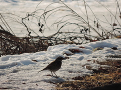 Turdus eunomus