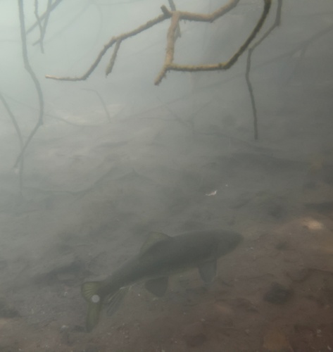 Lost River Sucker (Deltistes luxatus) — Catostomidae