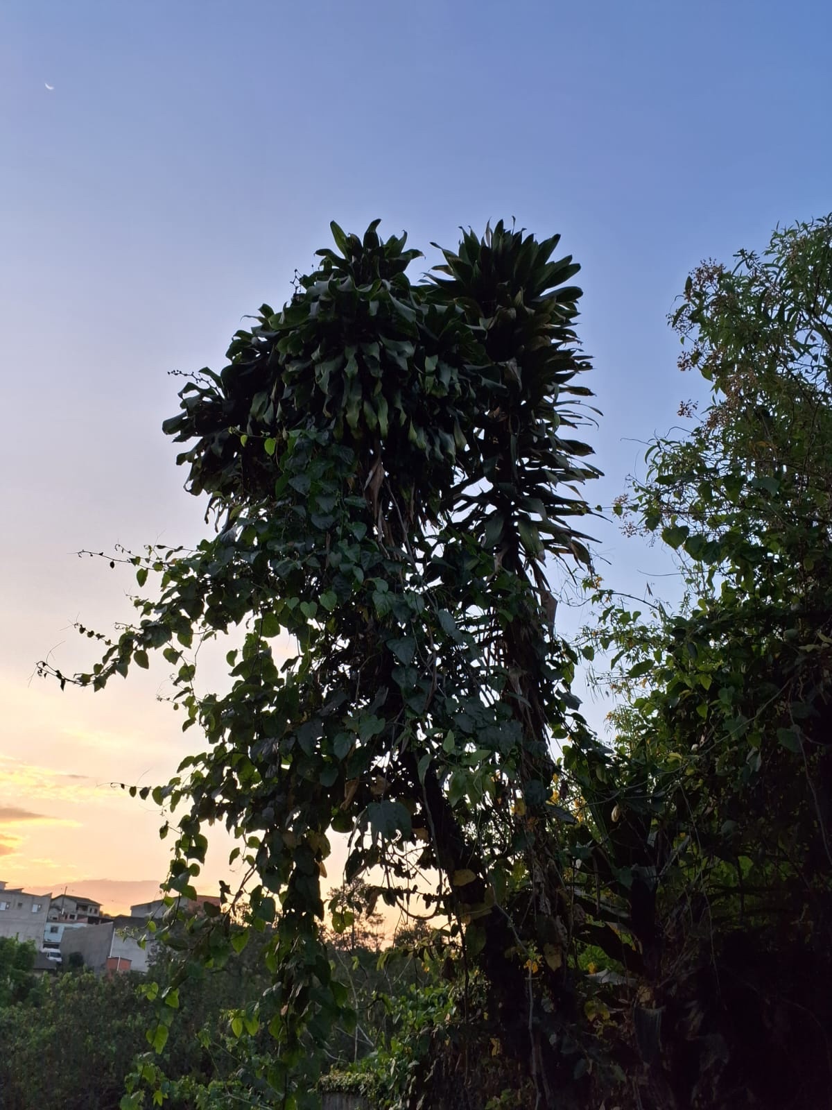 Dracaena fragrans