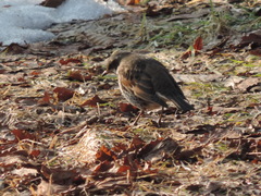 Turdus eunomus