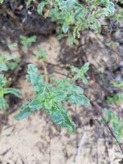 Monardella undulata