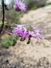Monardella undulata