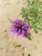 Monardella undulata