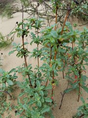 Monardella undulata